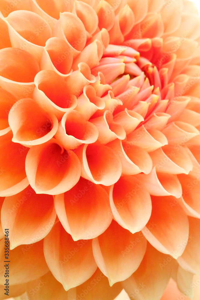 Japanese Dahlia Japanese Dahlia