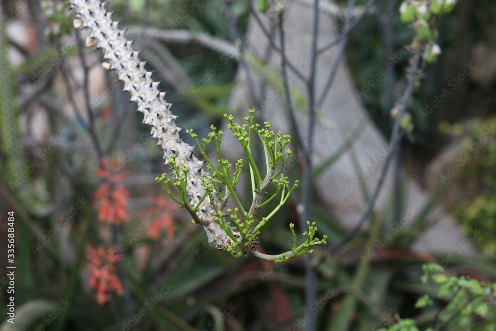 Naklejka premium Orchid, flower, triple, Phalaenopsis, color, blooming, double stem, purple, white, pink, artificial, decorative, yellow, arrangement, butterfly, hanging flower, violet