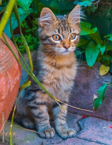 Beautiful tabby cat playing in the garden photo