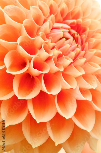 Japanese Dahlia