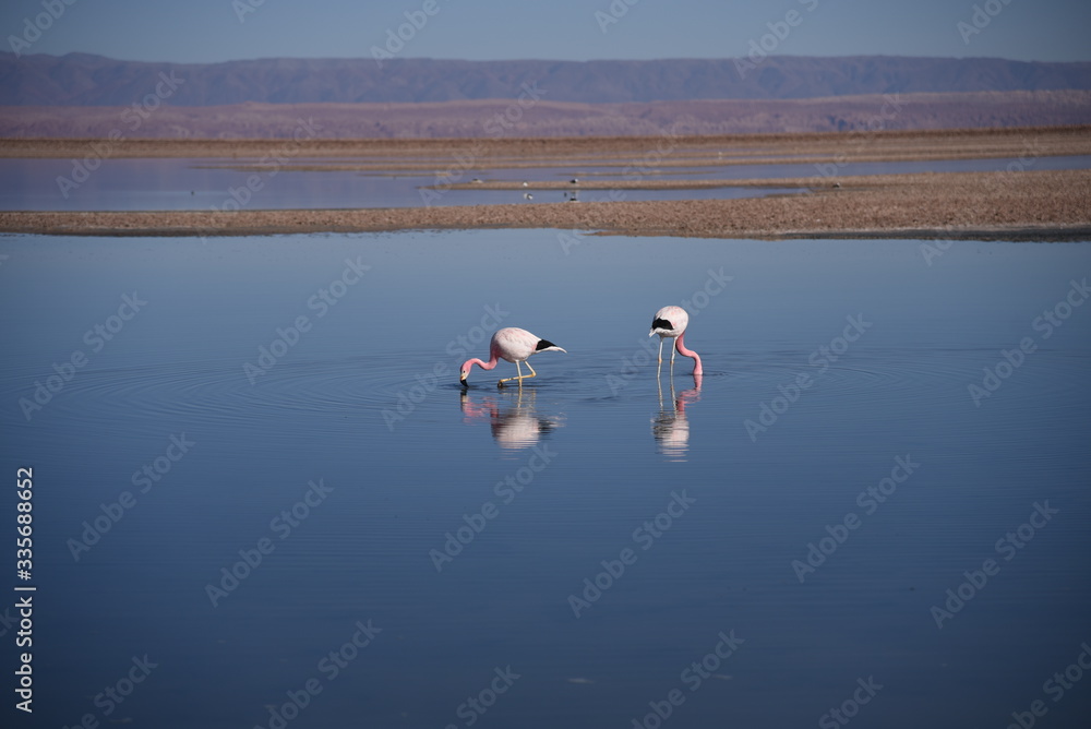 Flamingos at Atacama Desert