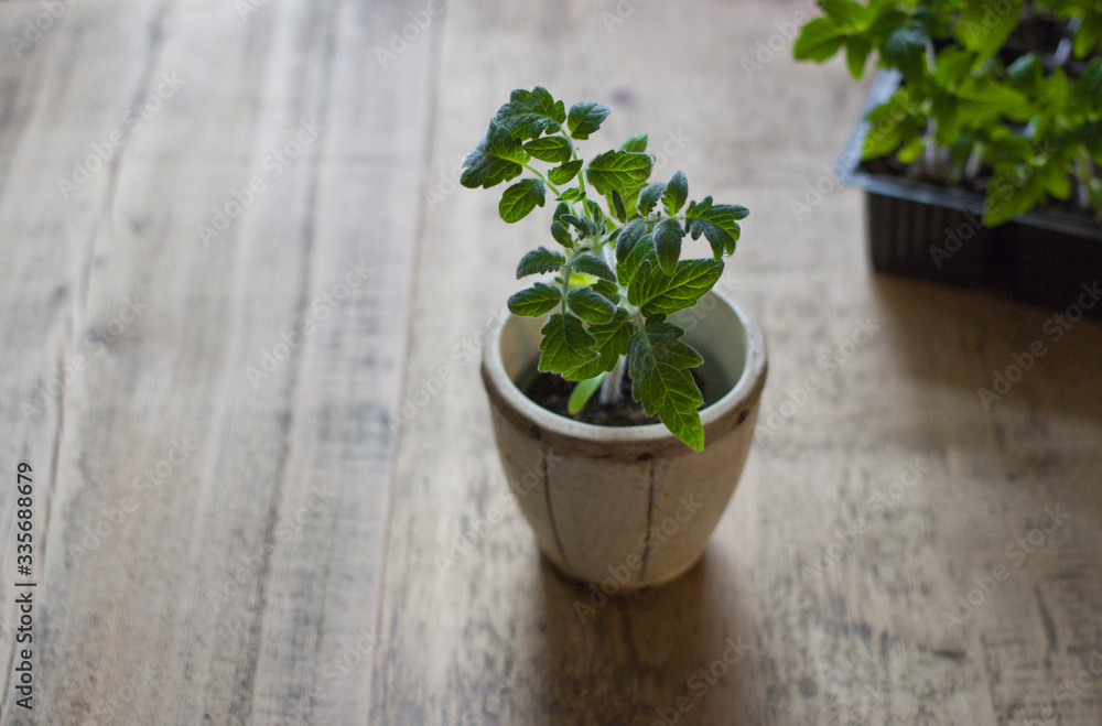 Tomato seedlings on an old table Tomato seedlings on an old table