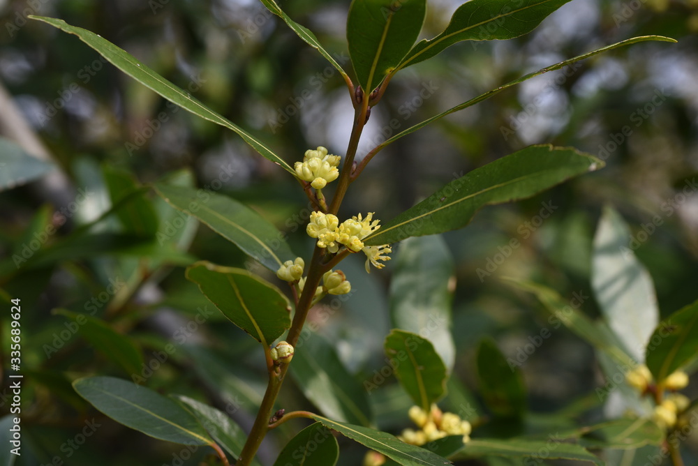 Bay laurel (Laurus nobilis) flowers / Laureaceae evergreen tree. Bay laurel (Laurus nobilis) flowers / Laureaceae evergreen tree.