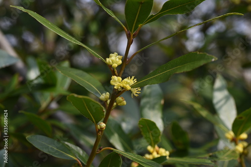 Bay laurel (Laurus nobilis) flowers / Laureaceae evergreen tree.