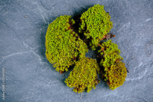 Torn green moss on granite.