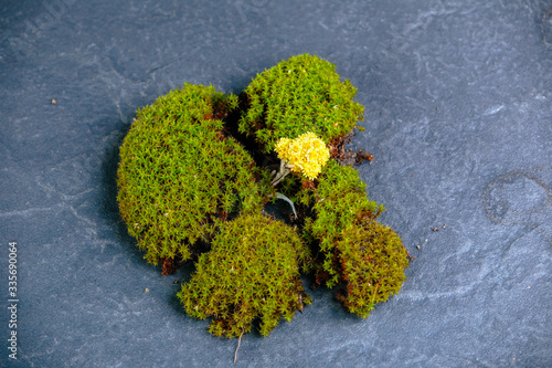 Torn green moss on granite.