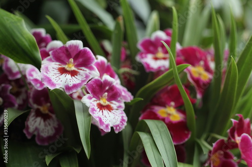 Wallpaper Mural Orchid, flower, triple, Phalaenopsis, color, blooming, double stem, purple, white, pink, artificial, decorative, yellow, arrangement, butterfly, hanging flower, violet Torontodigital.ca