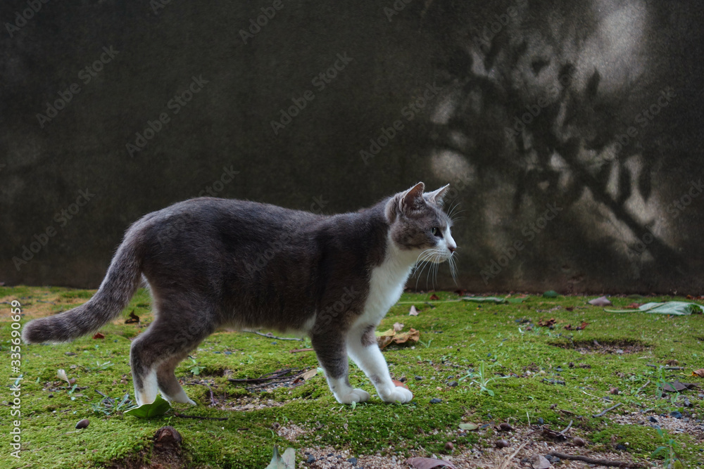 猫　野良猫　グレー　地域猫