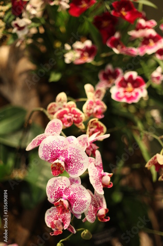 Orchid, flower, triple, Phalaenopsis, color, blooming, double stem, purple, white, pink, artificial, decorative, yellow, arrangement, butterfly, hanging flower, violet