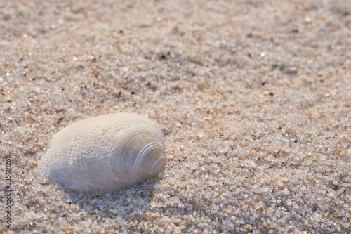 Bright and Airy image of Atlantic surf-clam shells laying in the sands of Island Beach State Park in New Jersey