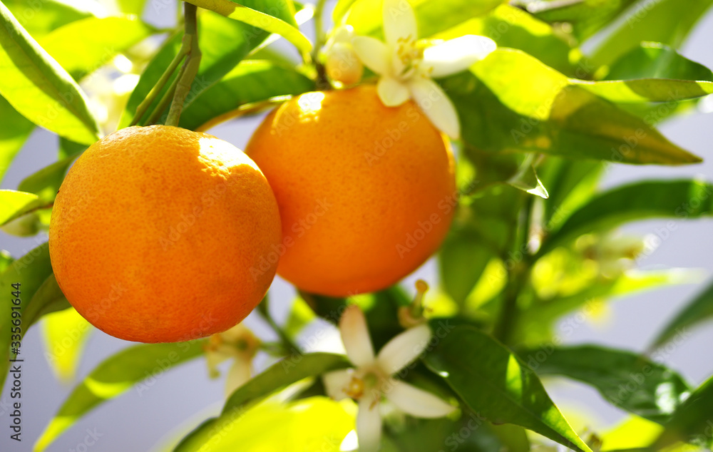 two oranges fruir hanging on branches two oranges fruir hanging on branches