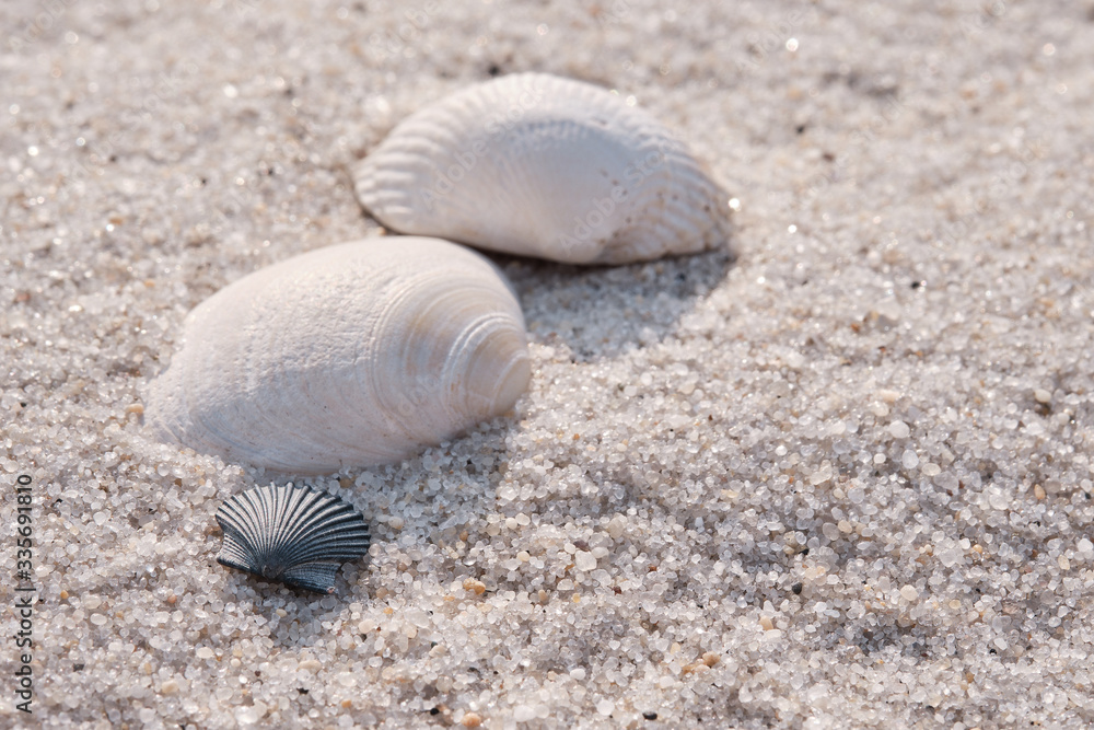 Bright and Airy image of multiple shells on a beach on Island Beach