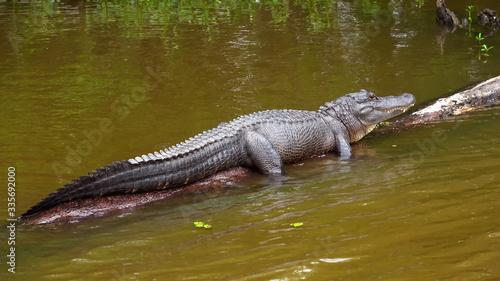Alligator lying in the swamps