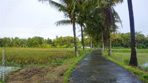 the atmosphere of the road in the middle of rice fields in the countryside