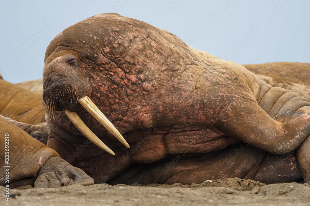 Walrus colony herd on the sand beach. Detail portrait of Walrus with ...