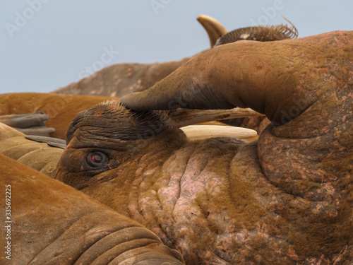 Walrus colony herd on the sand beach. Detail portrait of Walrus with big white tusk, Odobenus rosmarus, big animal in nature habitat on Svalbard, Norway.