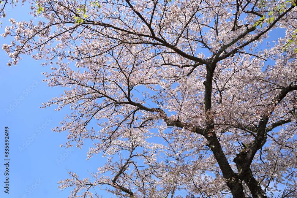 箱根の桜 箱根の桜