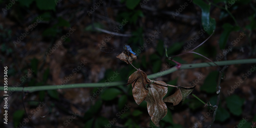 dragonfly perched on a vine