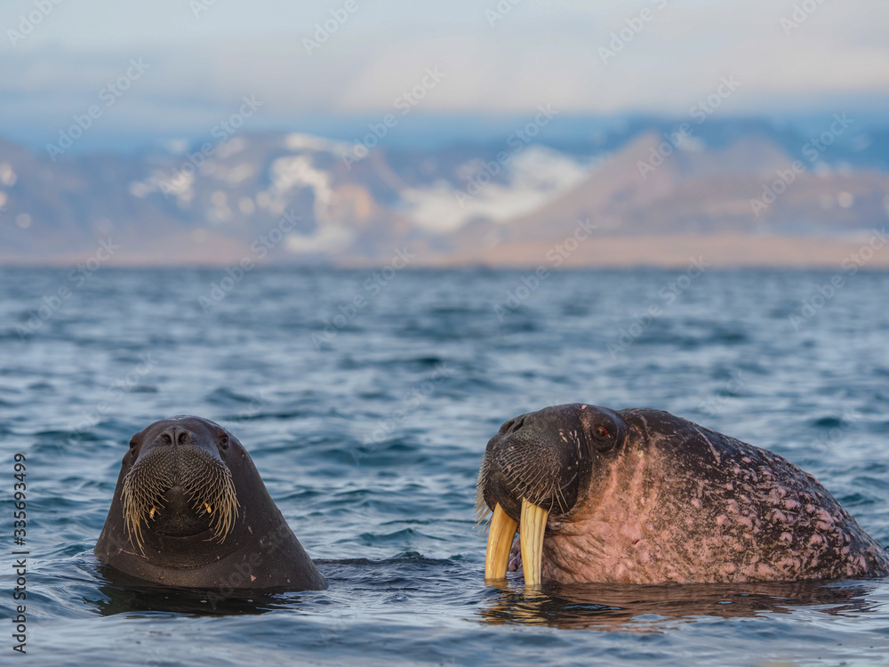The walrus, Odobenus rosmarus, large flippered marine mammals in blue