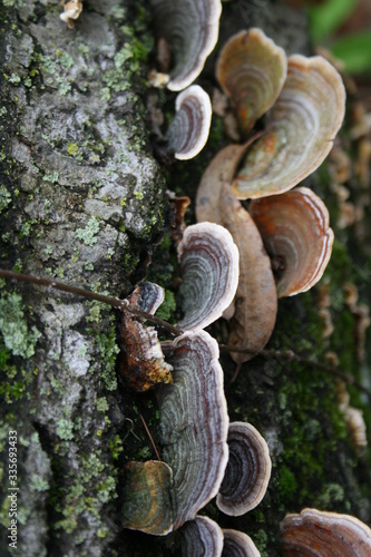Fungi on old log II