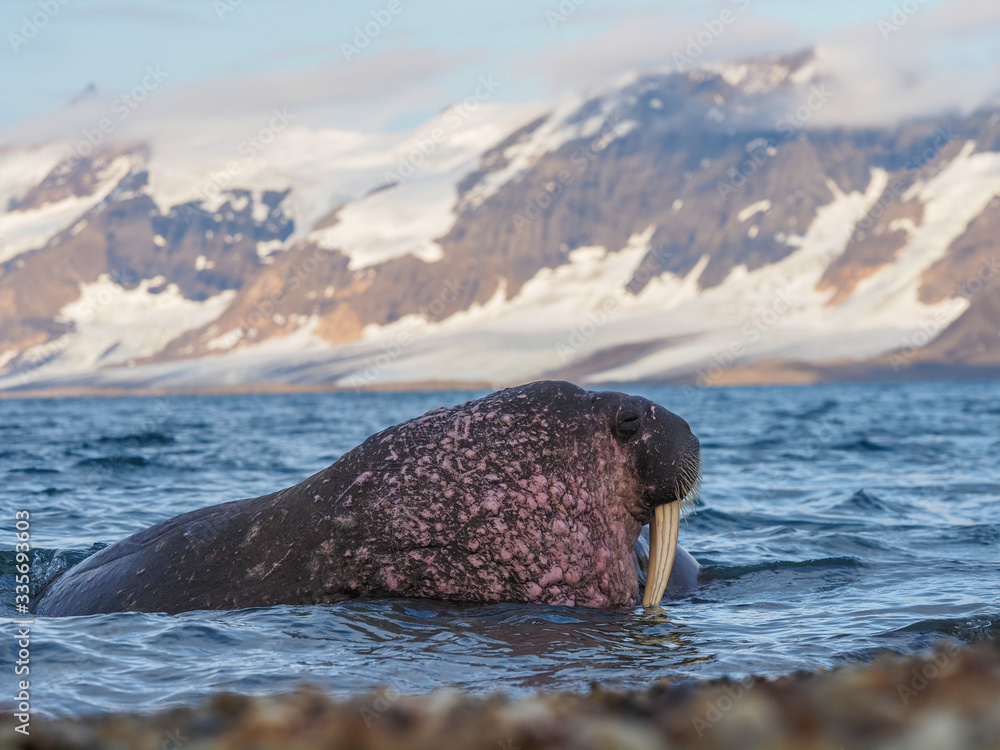 Foto de The walrus, Odobenus rosmarus, large flippered marine mammals