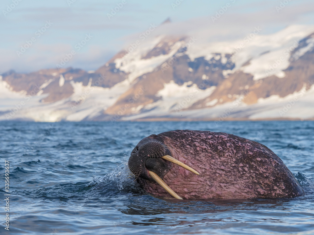The walrus, Odobenus rosmarus, large flippered marine mammals in blue