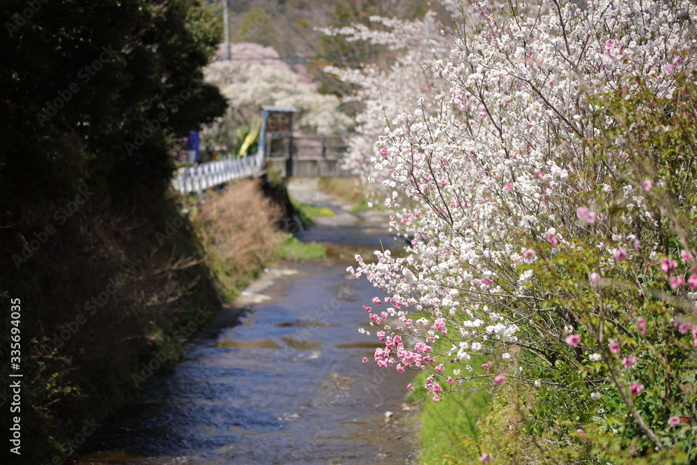 箱根の桜