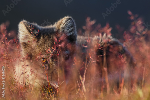 Wild Arctic fox in nature between autumn colours. photo