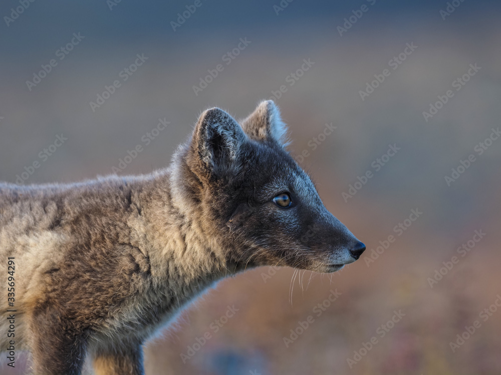 Wild Arctic fox in nature between autumn colours. Wild Arctic fox in nature between autumn colours.
