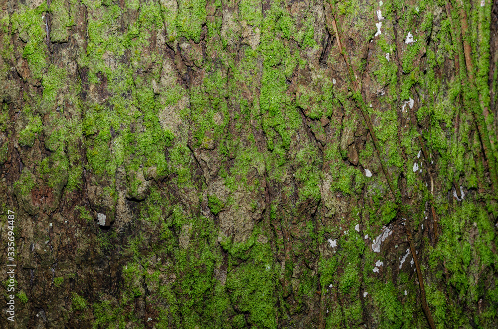Moss on the bark of a tree. The texture of the tree bark. 