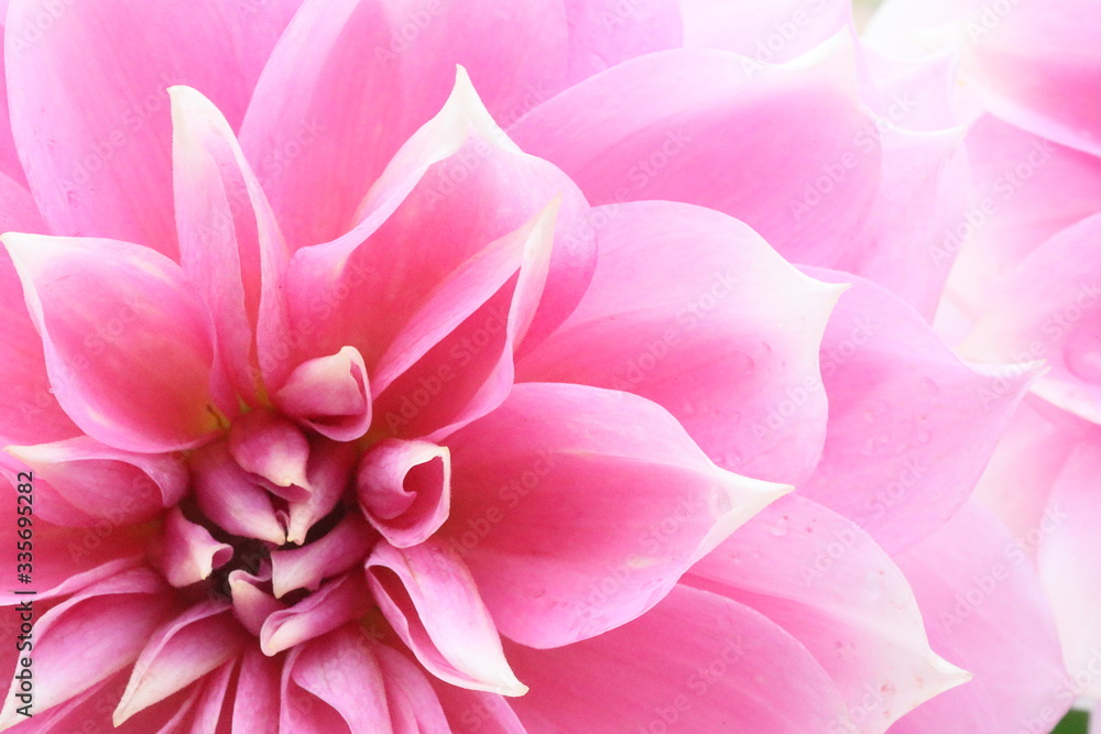 Japanese Dahlia Japanese Dahlia