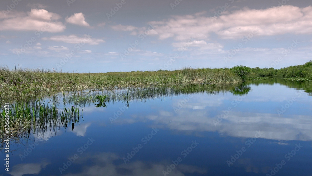The wild vegetation of the Everglades in South FLORIDA