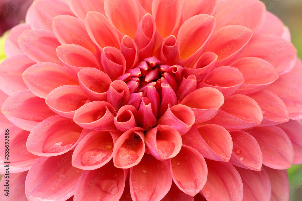 Japanese Dahlia Japanese Dahlia