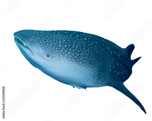 Whale Shark isolated on white background