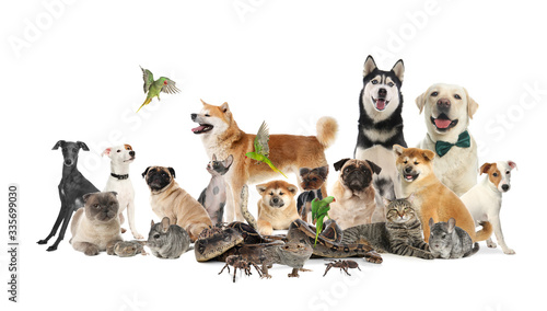 Fototapeta Naklejka Na Ścianę i Meble -  Group of different pets on white background