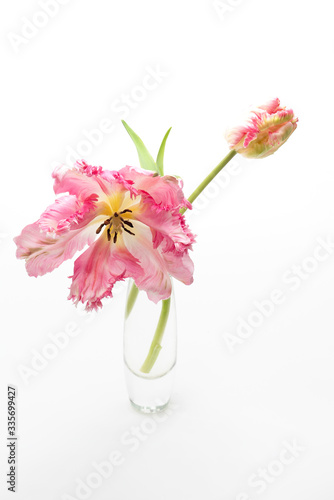 Parrot tulips on white background