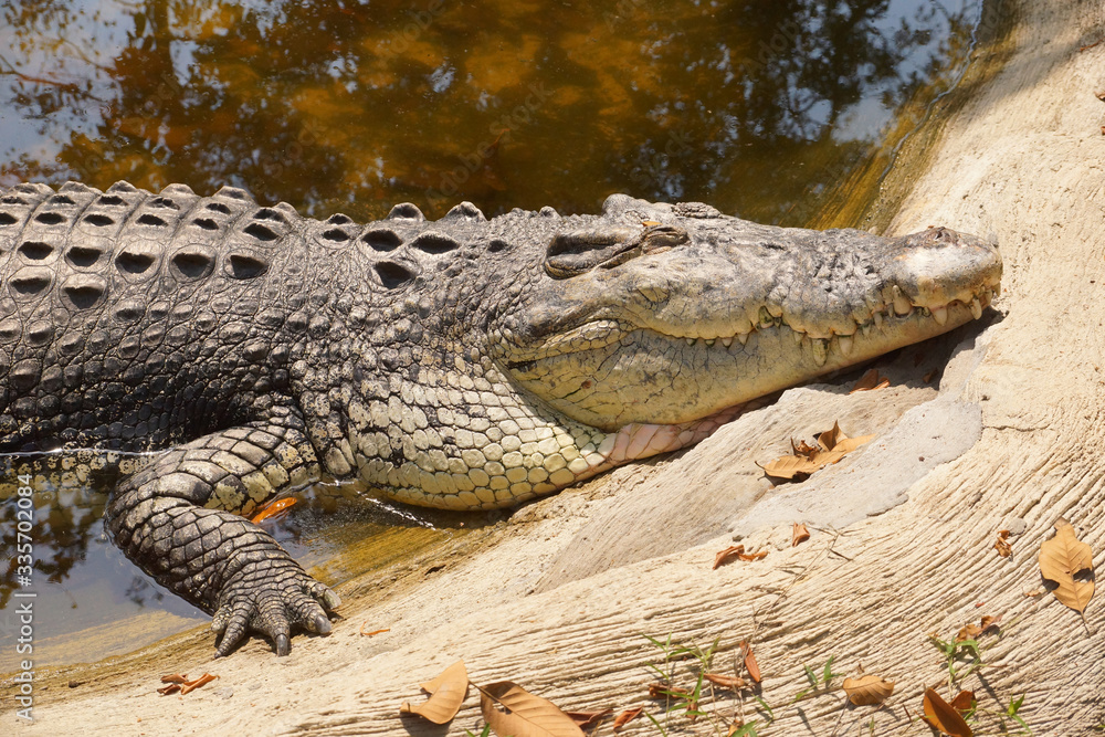 Obraz premium A crocodile lying in the sun