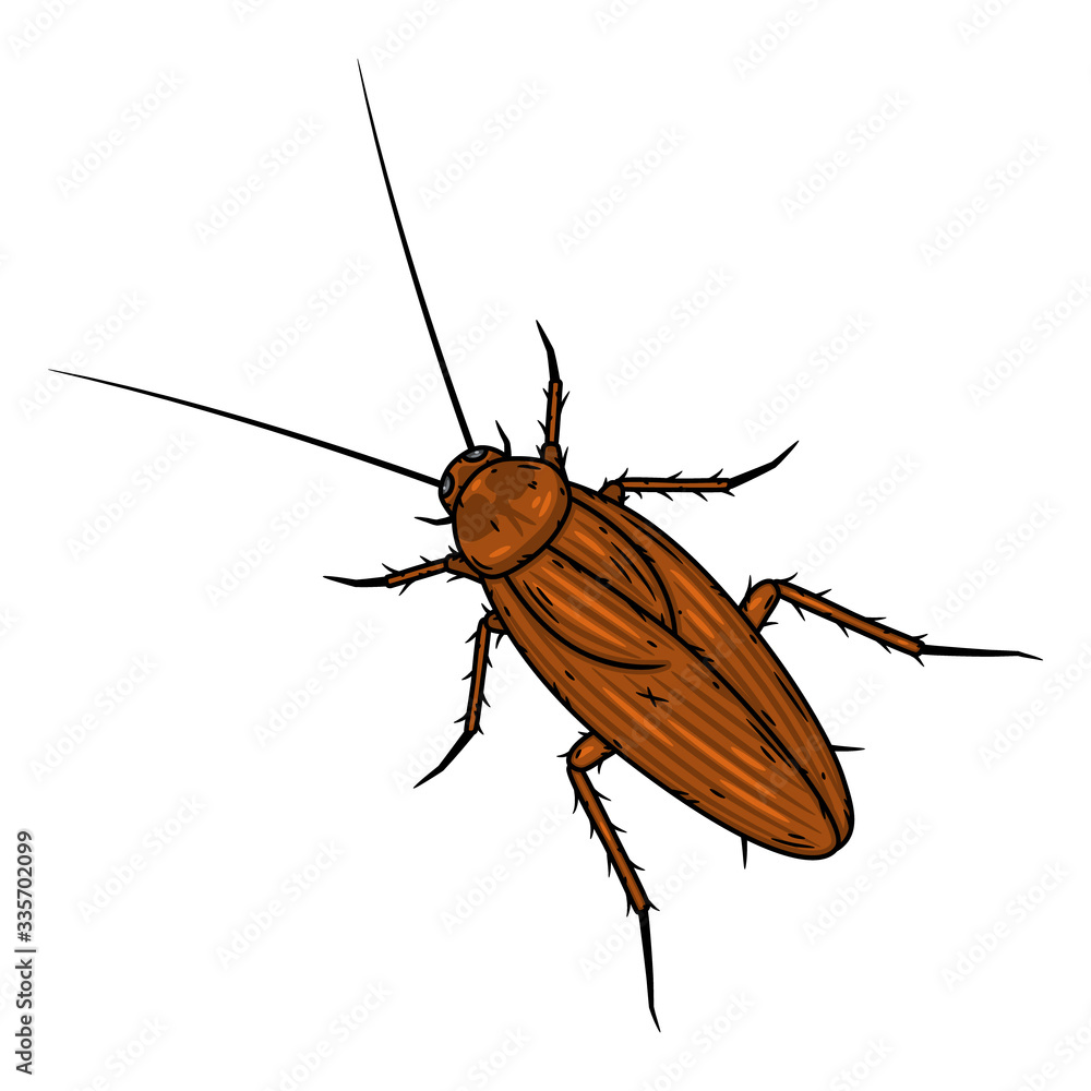 Cockroach. Vector illustration isolated on white background. Stock ...