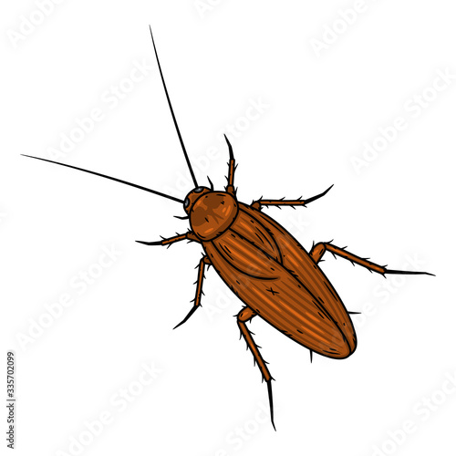 Cockroach. Vector illustration isolated on white background.