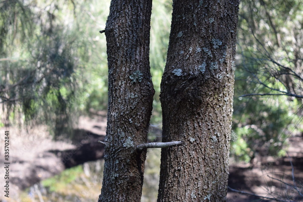 Obraz premium natura australiana alberi che si baciano