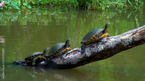Obraz na plátně Turtles in the swamps of Louisiana