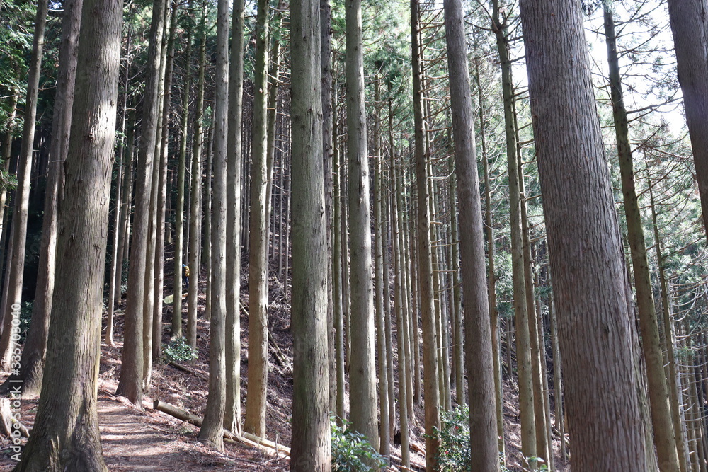 Naklejka premium 竜ヶ岳 日本 景色 登山