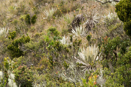 Chingaza, Colombia. Paramo plants, including frailejones, espeletia grandiflora photo