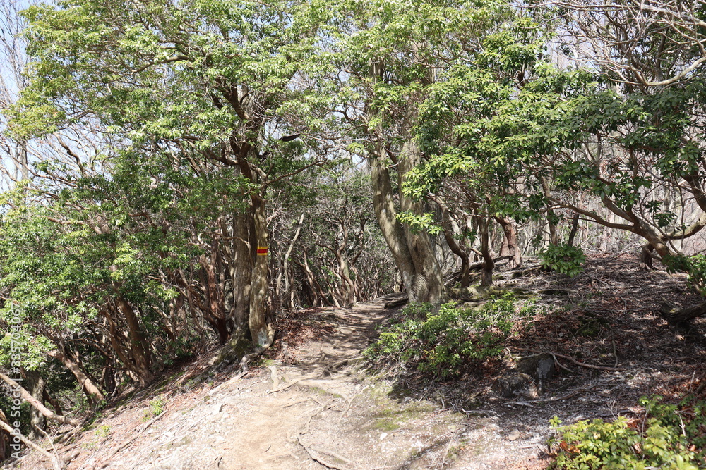 Fototapeta premium 竜ヶ岳 日本 景色 登山