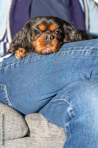 Photography Close up of a cute dog's face as she rests on her owner's lap