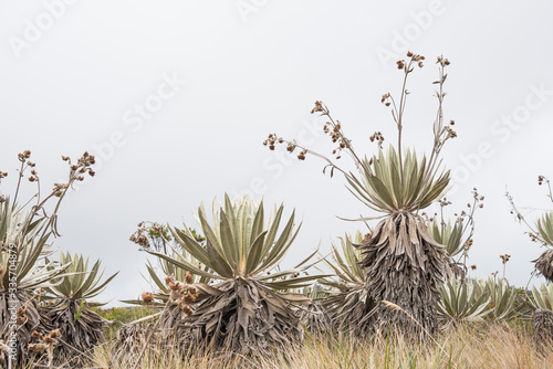 Chingaza, Colombia. Paramo ecosystem, frailejon, espeletia grandiflora photo