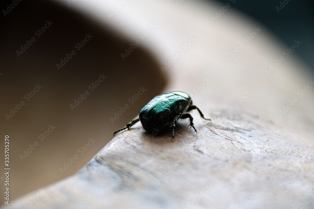 rose beetle on wooden background rose beetle on wooden background