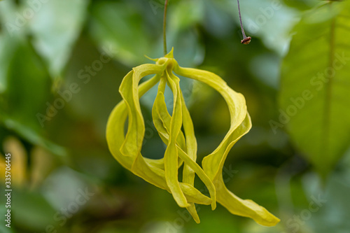 The yellow flower of Chinese Desmos flower in a garden.(Desmos chinensis Lour.) Sometimes known as dwarf ylang-ylang flower.