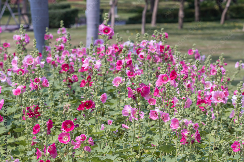 Pink Hollyhocks  flower in the garden.(Alcea rosea )Beautiful blooming pink flowers in green background.