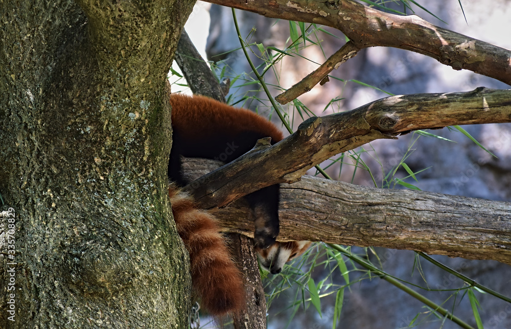 Red panda balancing precariously on a tree branch taking a nap in a zoo ...